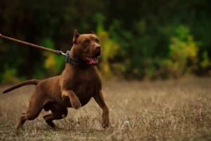 PERRO-J